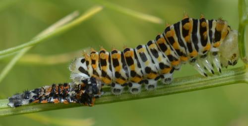 Réf. 186 086 : Papilio machaon